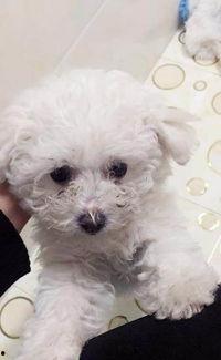 大狗最新爆料视频大全,揭秘热点事件背后的真相