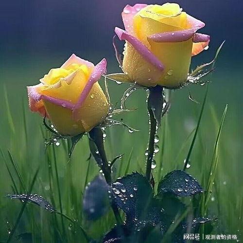 董网红,揭秘网络红人的崛起之路