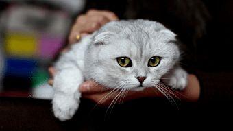 森林动物之网红猫猫,网红猫猫的森林生活记